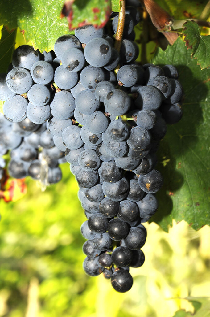 Wein