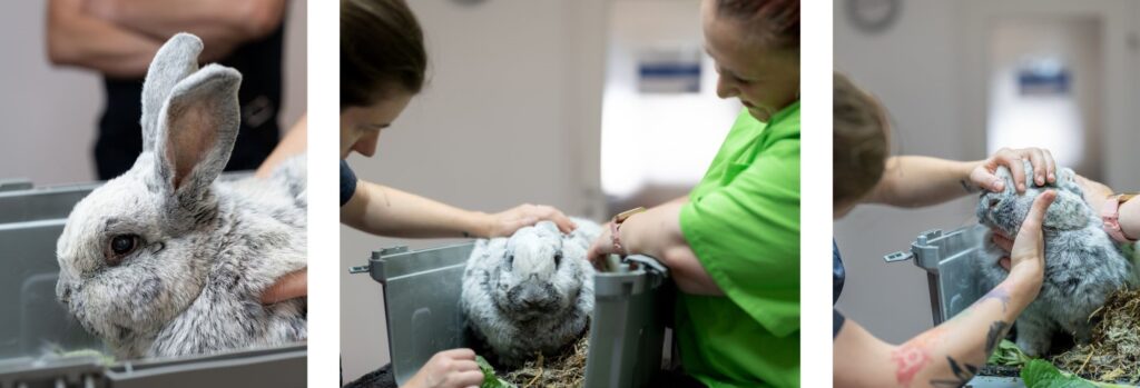 Heimtiersprechstunde